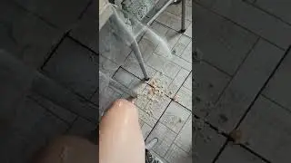 самая распространённая мутация