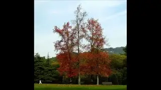 singswing