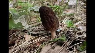 Мои первые сморчки☺