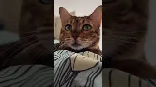 Та самая звезда, которая присутствует на всех моих созвонах с клиентами