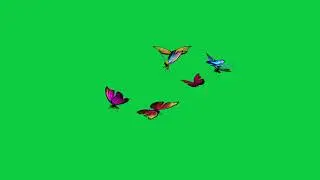 Colorfull Butterfly Green Screen 4K