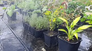Супер лайфхак - полив растений за копейки! 😉