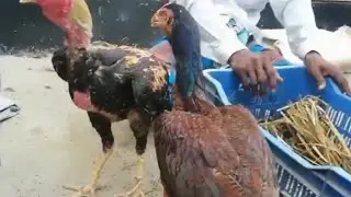 খুব কম দামে উন্নত মানের দেশী মুরগি এবং রাজ হাঁসের বিশাল বাজার। টংগী