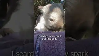 Wombats definitely have the spark.  #wombatwednesday