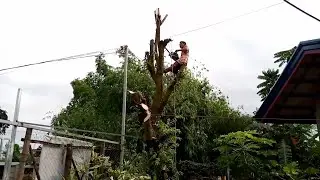 PAG PUTOL SA PUNO NG ARATELIS 