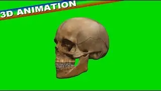 NO COPYRIGHT Green Screen - SKULL FOR HALLOWEEN