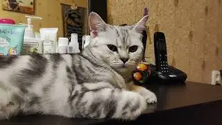 #Scottish Fold England Cat #asmr #purring #котики #мурлычет