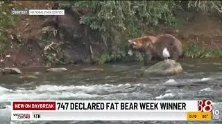 747 declared Fat Bear Week winner