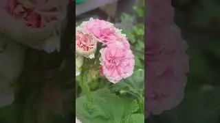 ЮВ Даная