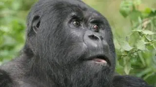 Team Silverback Gorilla Origins