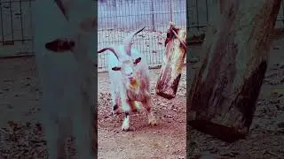 Der Ziegenbock   mit Musik  und Fantasie