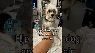 Flip off your dog and see their reaction #shorts #dog #pets #funny