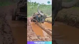 This Buffalo's Off-Road Game is STRONG! 🐃 Mudding Level: EXPERT! 