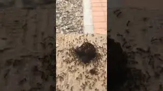 Ant vs cake time lapse video