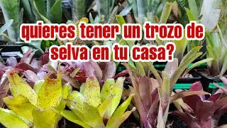 Cómo PLANTAR un TERRARIO? Aprende a plantar CORRECTAMENTE tu vivario sin que se mueran las plantas 😉