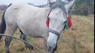 ЛОШАДИ🐎 ВЕРАС 1,6 ГОДА💪 СТАНОВИТСЯ ЖЕРЕБЦОМ ТЯЖЕЛОВОЗОМ