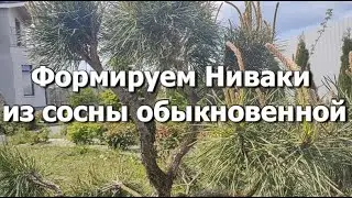 Формируем Ниваки из сосны обыкновенной | Как сформировать Ниваки из сосны