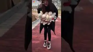 Слишком много собачек