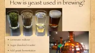 IGCSE. 2.8  Anaerobic respiration