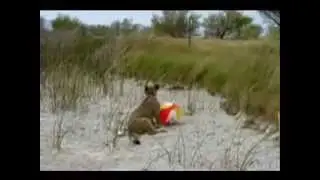 Pet Lion Cub Has Fun at the Lake