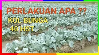 perawatan kol bunga 40 hst