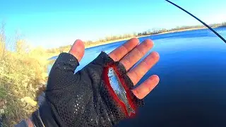 Разловил!!! Мормышинг меня покоряет!