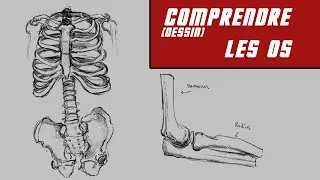 Comprendre les os (dessin)