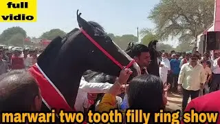jasra horse show 2021:।  marwari 2 tooth filly। दो दांत बछङी ।