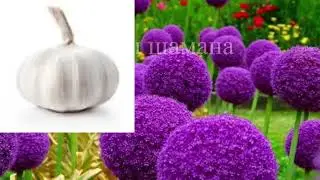 Ритуал от измены любимого.   Онлайн Ритуал