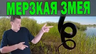 Подводная охота: Жуткая змея и мыльный прозрак