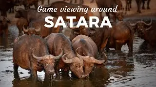 GAME VIEWING around SATARA in the Kruger National Park, South Africa