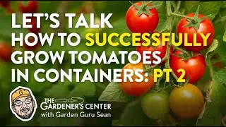 PT 2: Successfully Growing Tomatoes in Containers 🍅 Garden Guru Sean at The Gardener's Center