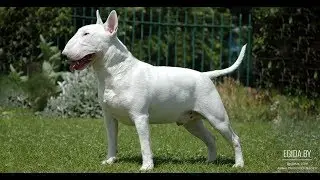 Bull Terrier, American Staffordshire Terrier, Staffordshire Bull Terrier