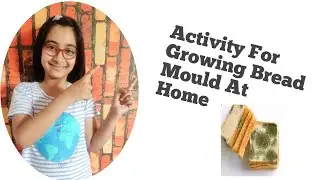 How To Grow Bread Mould At Home Activity For Bread Mould |Bread Mould Fungus|S2 Corner Side