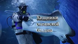 Всё о жизни акул и скатов в Приморском океанариуме