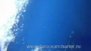 Wahoo 20 kg bouffé par 3 requins en Nouvelle   Calédonie