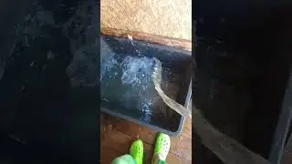 Водные процедуры в жаркий день     #собака #dog #dogs