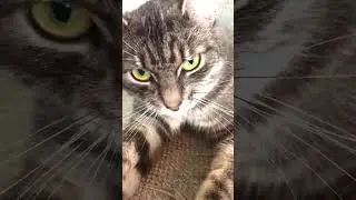 мой кот начал петь.