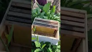 Apiculture center of Akal Degree College, Mastuana