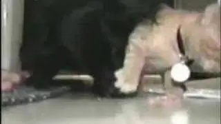 Dinner Time Cat paws Dog