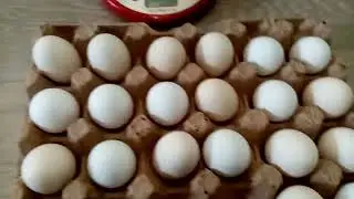 ЯЙЦА, ЦЫПЛЯТА И КУРЫ ПАВЛОВСКОЙ ПОРОДЫ!!!!!