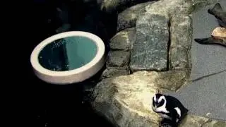 Dans la Tente - A Waste