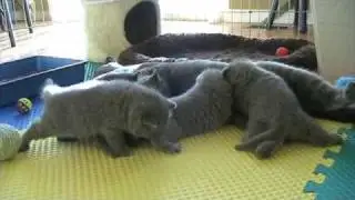 British Shorthair Kittens - 3 weeks old