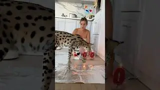 Мы так вас любим😭😻🫂семья выросла до 500.000!🫶наушники на озон арт. 1613733727.Как вам  праздник?