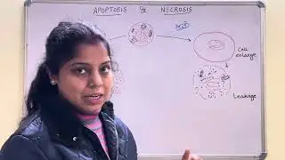 Cell death | Apoptosis | Necrosis
