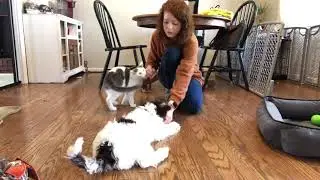 Puppies & Kittens, Oh My!