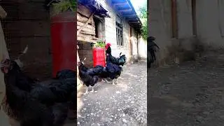 #uzbekistan #biznes #bozori #shorts #shortvideo #short