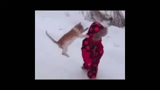 Как дела животные