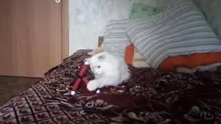 Реакция кота на штатив.