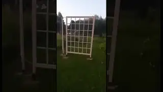 ШПАЛЕРА СВОИМИ РУКАМИ #ринатстроит #стройка #своимируками #шпалера #diy